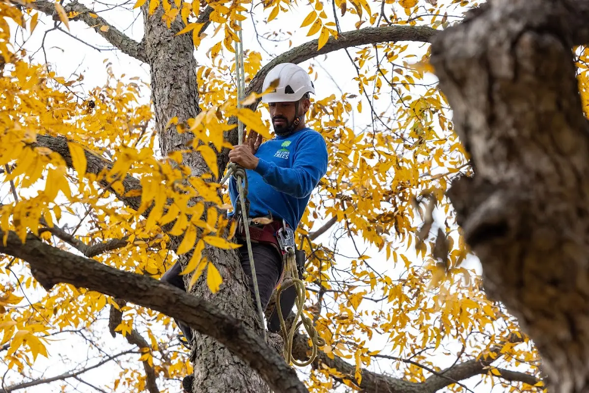 Skilled Tree Trimming crew working in Custer