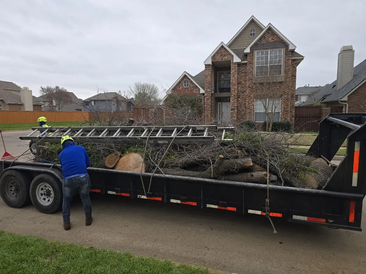 Expert Tree Removal with proper safety equipment in Custer